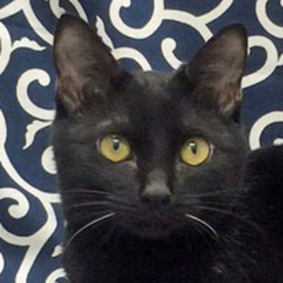 優しいイケにゃん黒猫くん