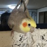 の写真