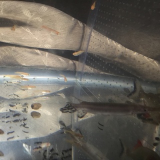 スポッテットガー3匹