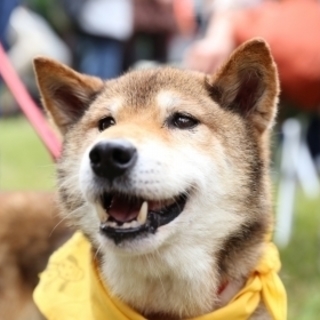 放浪していた柴ケンタ　トライアルです　