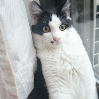 わんぱくです。