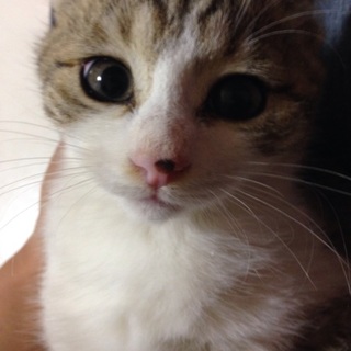 まるまる子猫♡元気いっぱい！