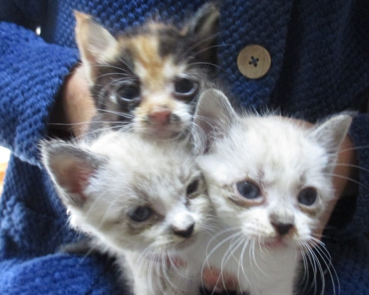 シャム猫のお母さんから生 福岡県 猫の里親募集 898 ペットのおうち 月間利用者150万人