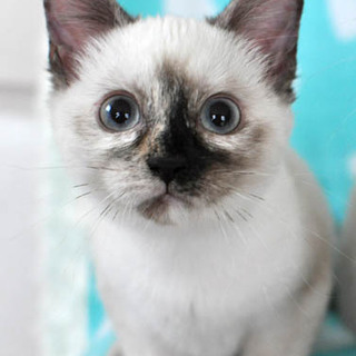 シャムミックス★マーチちゃん