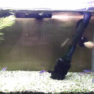 熱帯魚 生体・水槽一式（交渉中の為一旦〆）