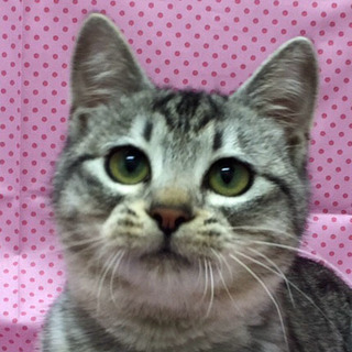 まん丸可愛いサバトラボーイ