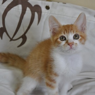 やみつきチェダー