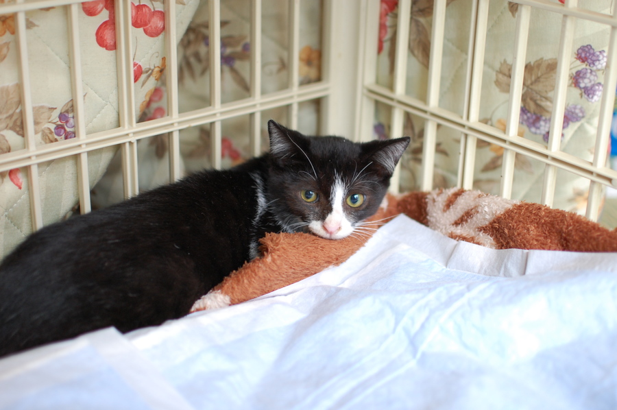 大人しくて綺麗な子猫(4ヶ月) サムネイル1