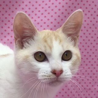 明るい天然(=^・^=)白茶くん