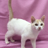 明るい天然(=^・^=)白茶くん サムネイル3