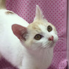 明るい天然(=^・^=)白茶くん サムネイル4