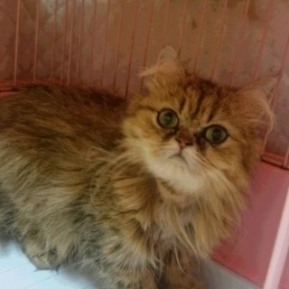 ペルシャ☆チンチラGのミリーちゃん☆1歳女の子