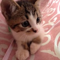 可愛い子猫の里親になってくれる方、探してます。