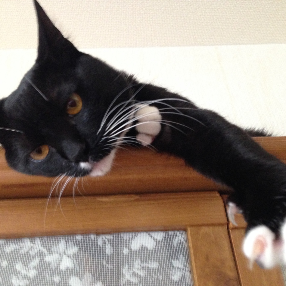 くぅ太郎のカバー写真