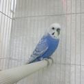 保護セキセイインコの里親募集＠命が助かりました