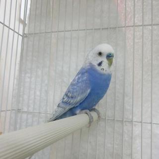 保護セキセイインコの里親募集＠命が助かりました