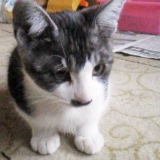 元気いっぱいの兄弟猫2匹です！