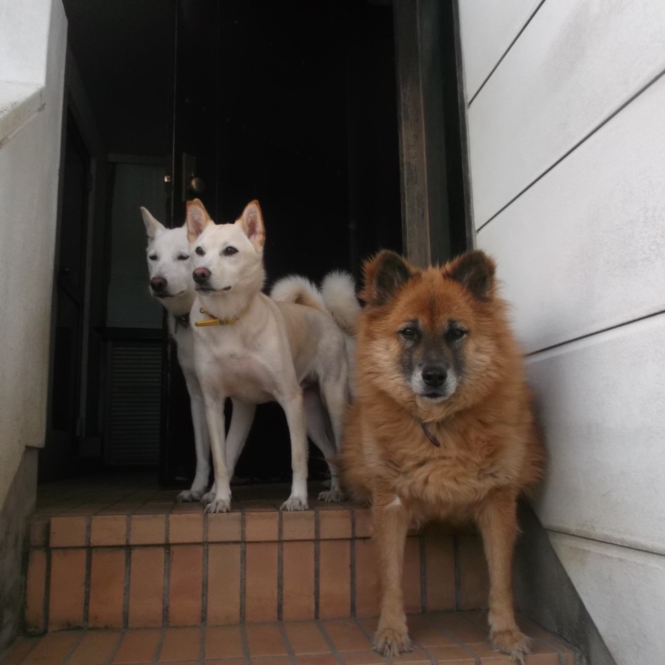 シロリンのカバー写真