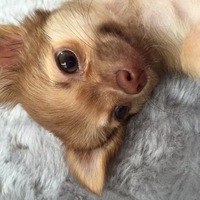 ちっち
