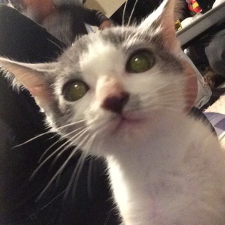 八割れ猫 