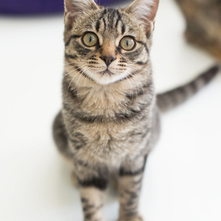 甘えっ子☆かくたろうくん家族募集中