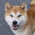 ミニ柴の『イチロー君』優しい家族をまってます。