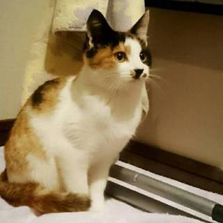 ミケの♀です。