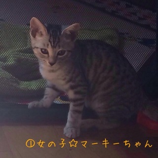 丸顔キジトラ・サバトラ兄妹☆2ヶ月くらい