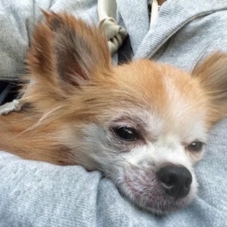 チワワのわちち