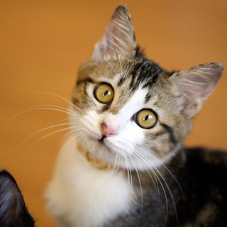 甘えん坊で可愛すぎるフレイヤ