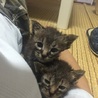 かわいい兄妹子猫です☆ サムネイル4