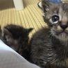 かわいい兄妹子猫です☆ サムネイル5