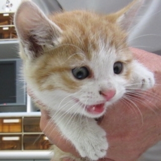 体重400ｇ！！捨てられていました！！！