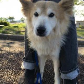 初心者OK小さなシェルティミックスのトーマス君８歳