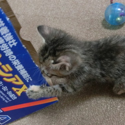 名前はまだニャい「一週間がたちました」