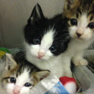 離れ離れにはなりましたが、みんな幸せになりました！