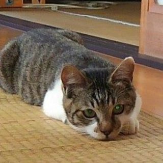 ♥名前は「砂鉄くん」といいます