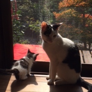 生後１か月　甘えたさん　かわいいふわふわ子猫