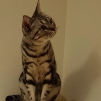 ムサシ