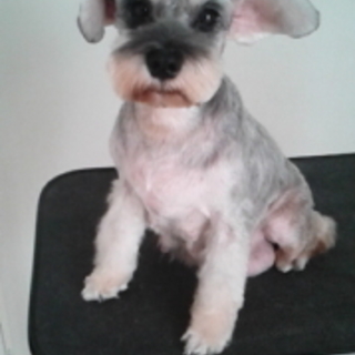 ご声援ありがとうございます、里親様決定！