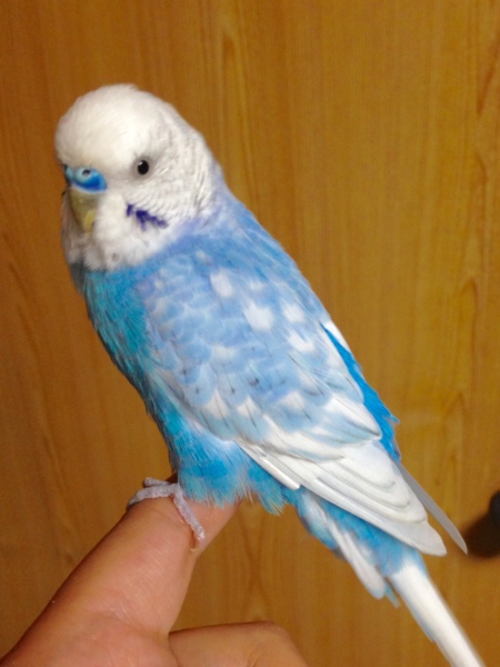 セキセイインコのスパング」愛知県 - 鳥の里親募集(89149) 4枚目の