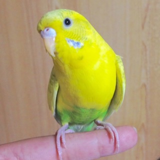 セキセイインコのスパングル♂とパステルハルクイン♀