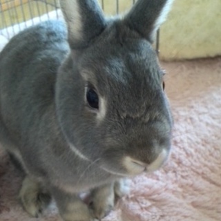 ドワーフラビットの里親を募集します