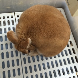 ネザーランドドワーフのうさぎです