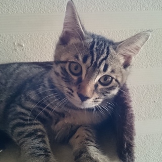 可愛いトラ猫 4匹の里親さん急募！