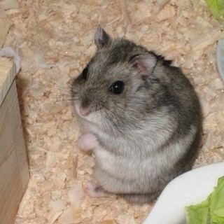 ジャンがリアン　ノーマル♀の　里親様募集