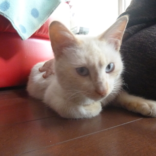 ひと懐こい白猫