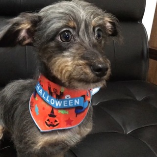 チワックス(チワワ×ダックス)の里親募集＊