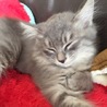 サルさ♪