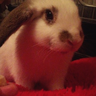 ホーランドロップの男の子です